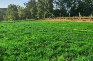 Przewodnik po trawach ogrodowych GoodMajster